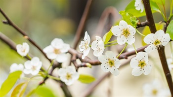 <i>Prunus mume</i> (Flowering Apricot)